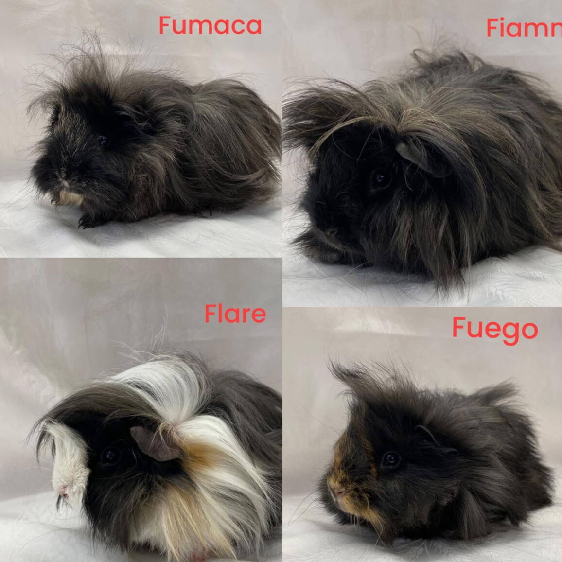 whatsapp_image_2026-02-05_at_12.55.35.jpeg whatsapp_image_2026-02-05_at_12.55.35.jpeg