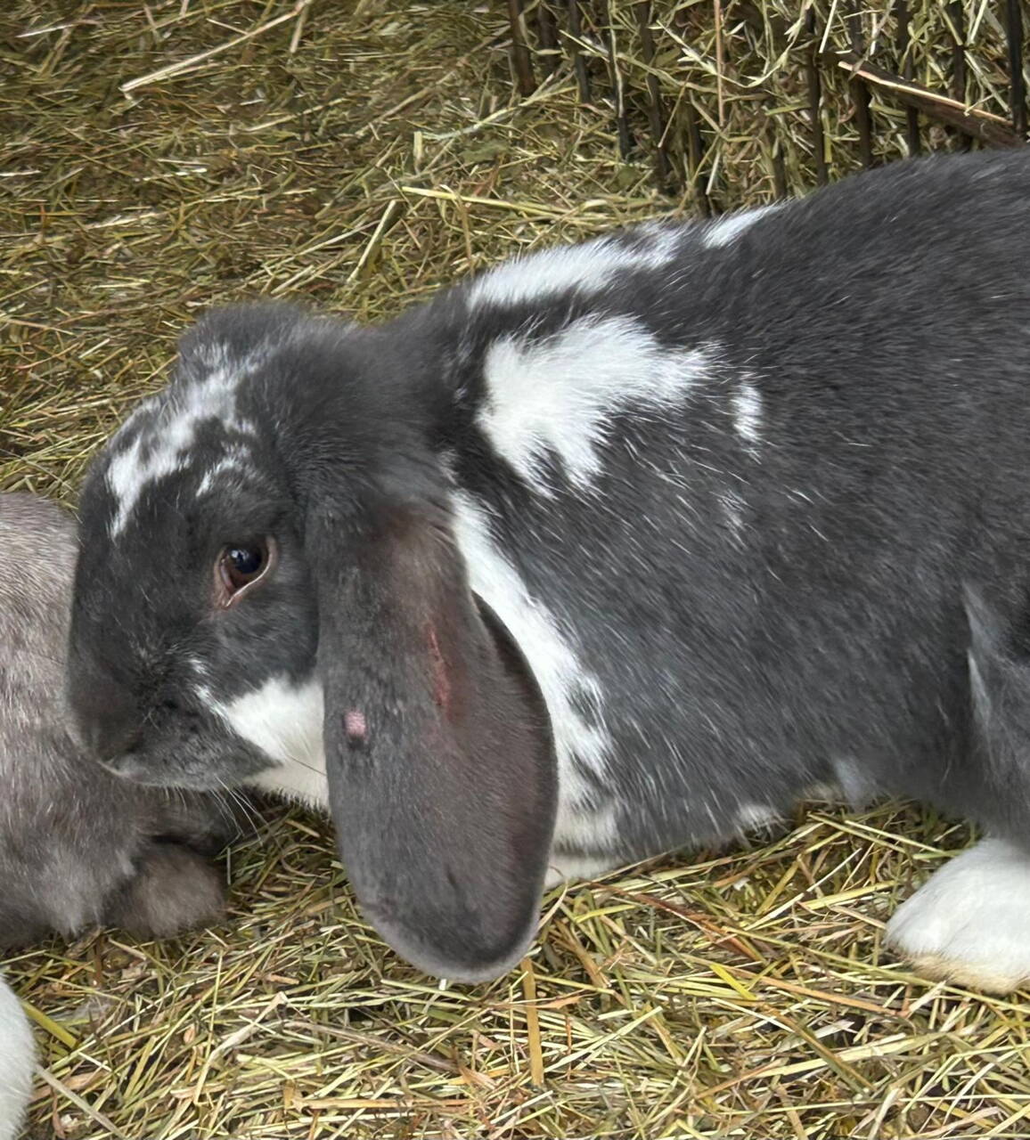 whatsapp_image_2026-02-05_at_12.40.39.jpeg whatsapp_image_2026-02-05_at_12.40.39.jpeg